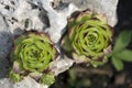 Green succulent plants Royalty Free Stock Photo