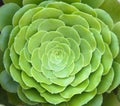 Green succulent plants.Green succulent cactus flower tropical plant top view isolated on white background, clipping path Royalty Free Stock Photo