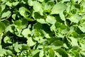 Green succulent plants shot from overhead view