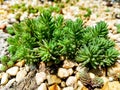 Green succulent plants growth in cobblestone Royalty Free Stock Photo