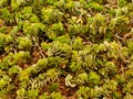 Green succulent plants in Namib desert near Swakopmund in Namibia