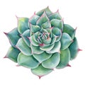 Green succulent plants watercolor isolated on white background. Watercolor Botanical illustration. Set of echeveria