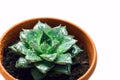 Green succulent in the shape of a star, juicy potted houseplant moistened with water