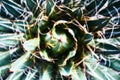 Green succulents cacti. Close-up. Background. Tropical plant