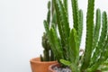 Green succulents and cactus with white background