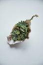 Green succulents in decorative seashell on