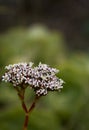 Clusters of small pink flowers on succulent flower spike Royalty Free Stock Photo