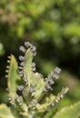 New green buds covering tips of succulent leaves Royalty Free Stock Photo