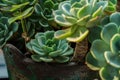 Green succulents on pot