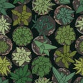 Green Succulents in Pots Seamless Pattern Royalty Free Stock Photo