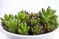 Green succulents Royalty Free Stock Photo