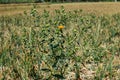 It is a green suffron tree or Carthamus tinctorius, also known as safflower