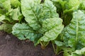 Green sugar beetroot or fodder beet leaves in the field growing on bed Royalty Free Stock Photo