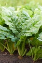 Green sugar beetroot or fodder beet leaves in the field growing on bed Royalty Free Stock Photo