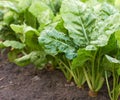 Green sugar beetroot or fodder beet leaves in the field growing on bed Royalty Free Stock Photo