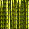 Green sugar cane. Royalty Free Stock Photo