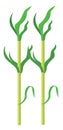 Green sugarcane, icon