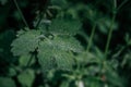 Green summer background with green leaves covered with dew drops, summer morning Royalty Free Stock Photo