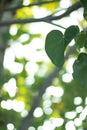Green summer blurred background with daylight. Heart shaped leaf. Royalty Free Stock Photo