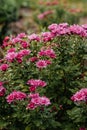 Green summer bush with pink flowers on blurry background