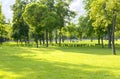 Green summer city park background with tall trees and lawn. Sunny day in a typical european park Royalty Free Stock Photo