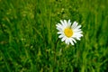 Green summer field, natural, environmental concept, wild meadow grasses, white daisies, flowers, nature conservation, background Royalty Free Stock Photo