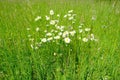 Green summer field, natural, environmental concept, wild meadow grasses, white daisies, flowers, nature conservation, background Royalty Free Stock Photo