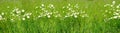 Green summer field, natural, environmental concept, wild meadow grasses, white daisies, flowers, nature conservation, background Royalty Free Stock Photo