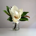 White blooming magnolia flower Royalty Free Stock Photo