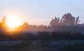 Green summer forest glade in early morning mist Royalty Free Stock Photo