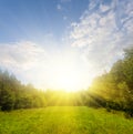 Green summer forest glade in a light of sparkle sun Royalty Free Stock Photo