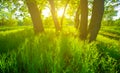 summer forest glade in light of sparkle sun Royalty Free Stock Photo