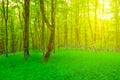 summer forest glade in light of sparkle sun Royalty Free Stock Photo