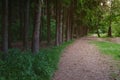 Green summer forest at misty morning. Foggy woodland natural landscape. Path through the forest. Royalty Free Stock Photo