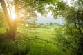 Green summer forest morning sunlight trees Royalty Free Stock Photo