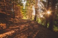 Green summer forest morning sunlight Royalty Free Stock Photo