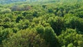 Green summer forest panorama, aerial view with, shift blurred effect