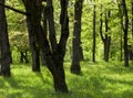 Green summer forest Royalty Free Stock Photo