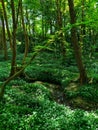 Green summer forest