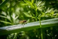 Green summer garden closeup with a flower bee fly sitting on a plant stem. Royalty Free Stock Photo