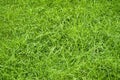 Green summer grass