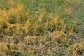 Green summer grass with bushes of orange dried weeds on the steppe of Ukraine. Royalty Free Stock Photo