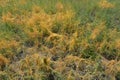 Green summer grass with bushes of orange dried weeds on the steppe of Ukraine. Royalty Free Stock Photo