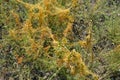 Green summer grass with bushes of orange dried weeds on the steppe of Ukraine. Royalty Free Stock Photo