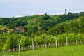 Summer In Lendavske Gorice, Lendava, Slovenia