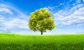 Green summer landscape scenic view wallpaper. Solitary tree on grassy hill and blue sky with clouds. Lonely tree springtime.