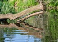 Summer landscape with a small forest river, old tree trunks in the water, low river calm, summer forest river reflection landscape Royalty Free Stock Photo
