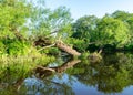 Summer landscape with a small forest river, old tree trunks in the water, low river calm, summer forest river reflection landscape Royalty Free Stock Photo