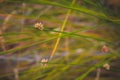 Green, brown nature; gentl  relaxation grass lea Royalty Free Stock Photo