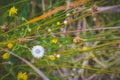 Green, brown nature; gentl  relaxation grass lea Royalty Free Stock Photo